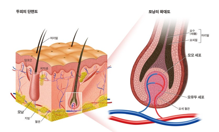 41727313934 - 헤어온의원