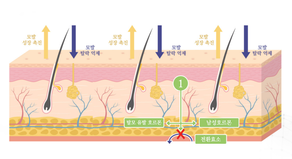 image31721356284 - 헤어온의원